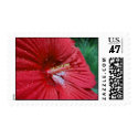 Red Hibiscus With Raindrops – Medium Postage