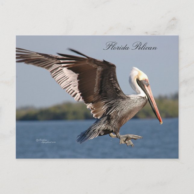SW Florida Pelican Postcard (Front)