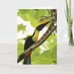 Swainson Toucan Exotic Bird Card