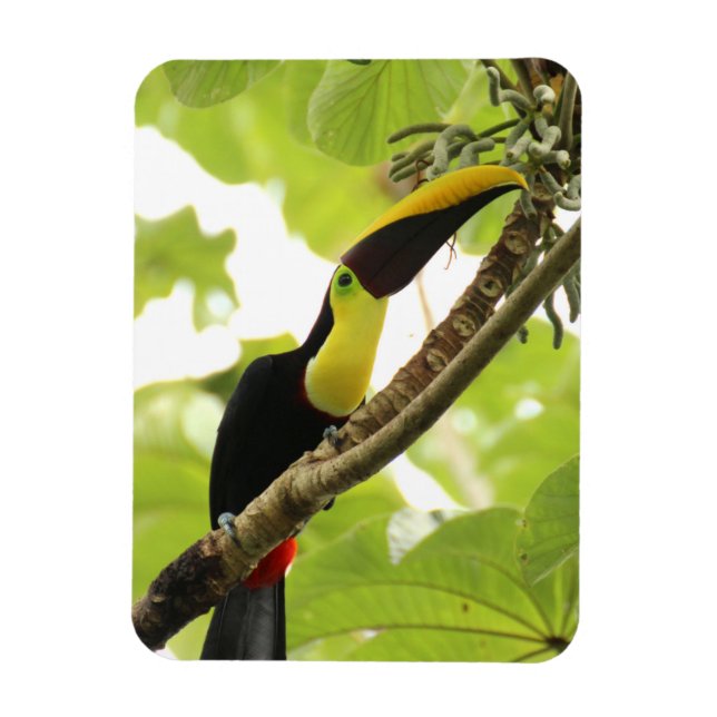 Swainson Toucan Exotic Bird Magnet (Vertical)