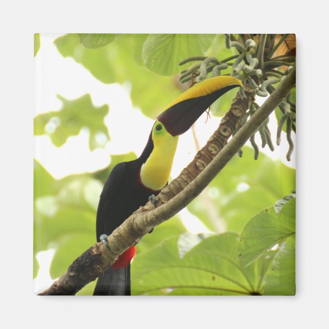 Swainson Toucan Exotic Bird Magnet (Front)