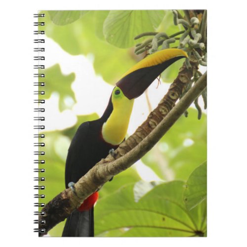 Swainson Toucan Exotic Bird Notebook