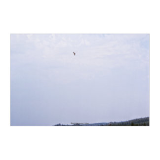 Swainson's Hawk Acrylic Print