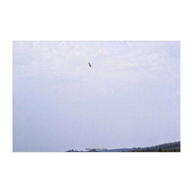 Swainson's Hawk Acrylic Print (Front)