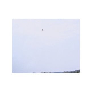 Swainson's Hawk Metal Print