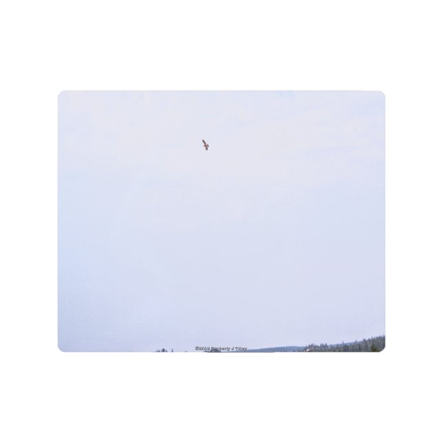 Swainson's Hawk Metal Print (Front)