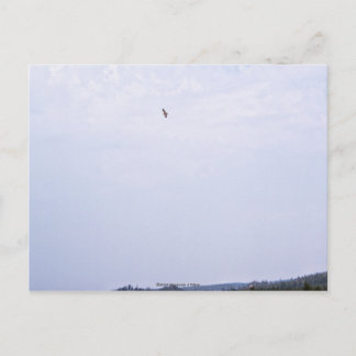 Swainson's Hawk Postcard