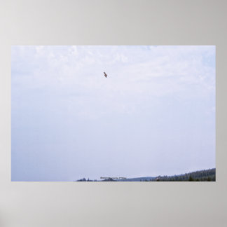 Swainson's Hawk Poster