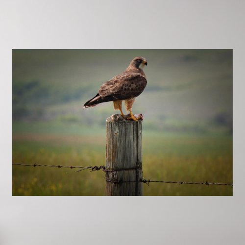 Swainsons Hawk With Its Kill Poster