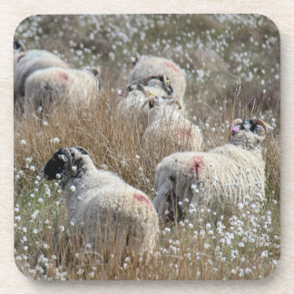 Swaledale ewes in cotton grass in Northhumberland Beverage Coaster