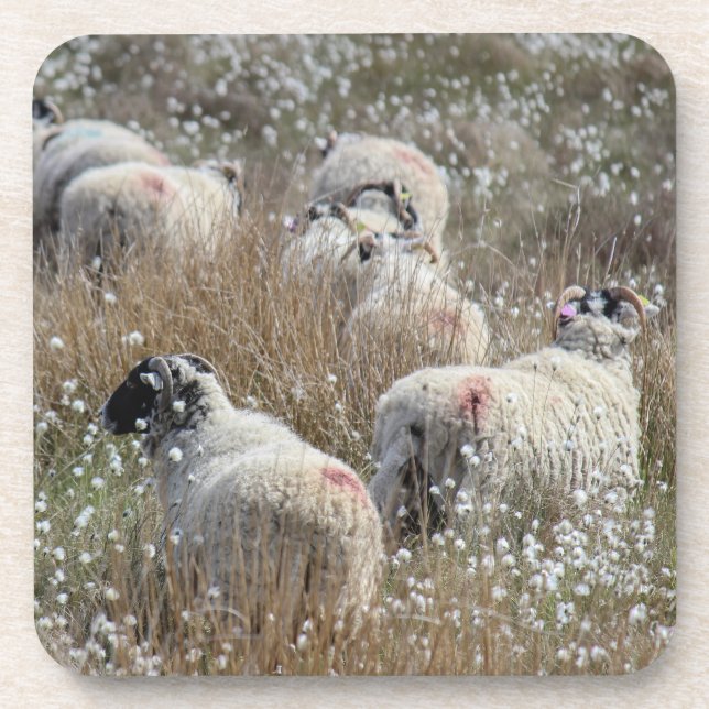 Swaledale ewes in cotton grass in Northhumberland  Beverage Coaster (Front)