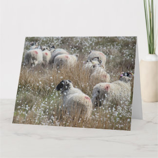 Swaledale ewes in cotton grass in Northhumberland Card