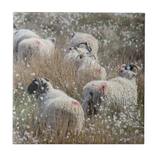 Swaledale ewes in cotton grass in Northhumberland Ceramic Tile
