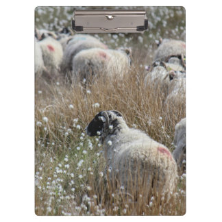 Swaledale ewes in cotton grass in Northhumberland Clipboard