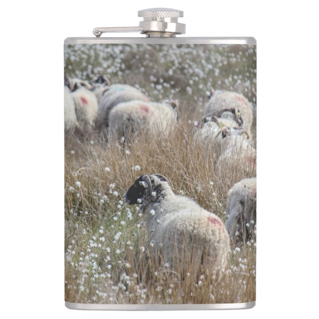 Swaledale ewes in cotton grass in Northhumberland  Flask (Front)