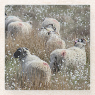 Swaledale ewes in cotton grass in Northhumberland Glass Coaster