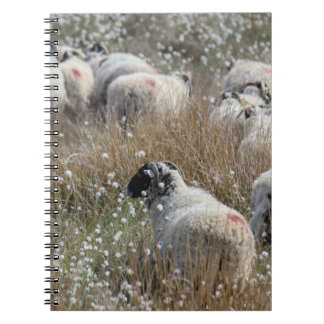 Swaledale ewes in cotton grass in Northhumberland Notebook