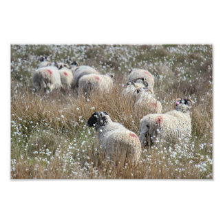 Swaledale ewes in cotton grass in Northhumberland Photo Print