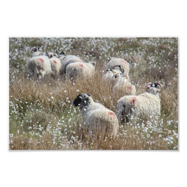 Swaledale ewes in cotton grass in Northhumberland  Photo Print (Front)