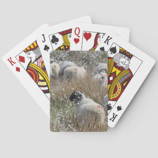 Swaledale ewes in cotton grass in Northhumberland Poker Cards