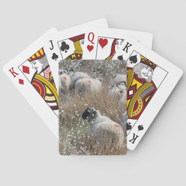 Swaledale ewes in cotton grass in Northhumberland  Poker Cards (Back)