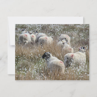 Swaledale ewes in cotton grass in Northhumberland Postcard
