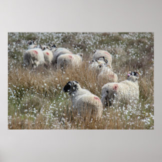 Swaledale ewes in cotton grass in Northhumberland Poster