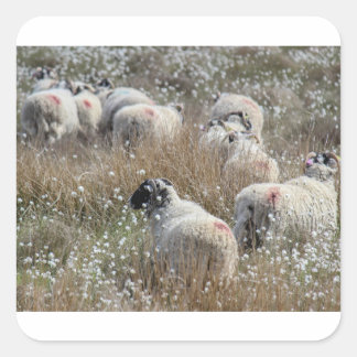 Swaledale ewes in cotton grass in Northhumberland Square Sticker
