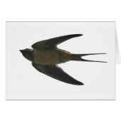 Swallow (Front Horizontal)