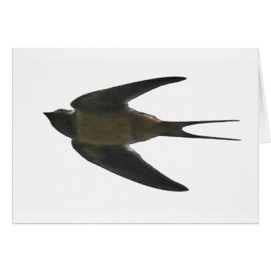 Swallow (Front Horizontal)