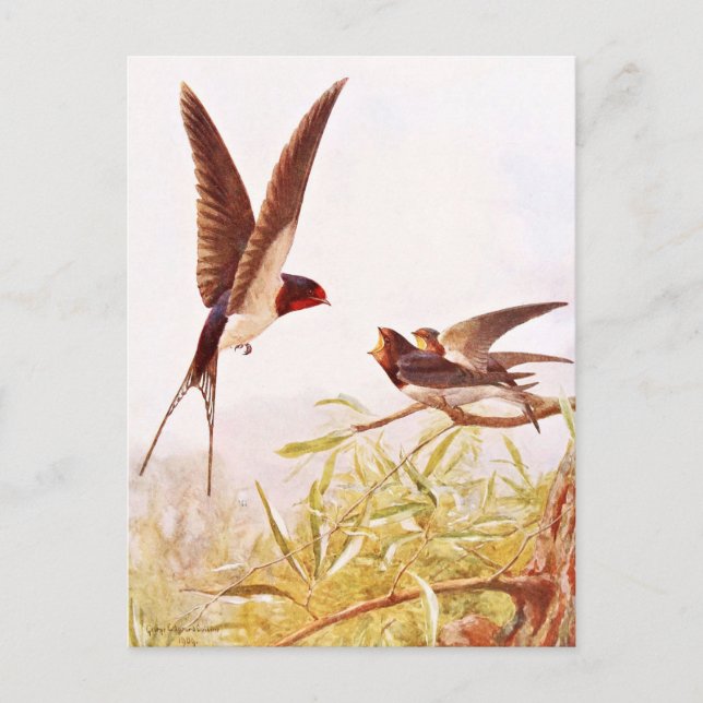 Swallow Bird Illustration Postcard (Front)