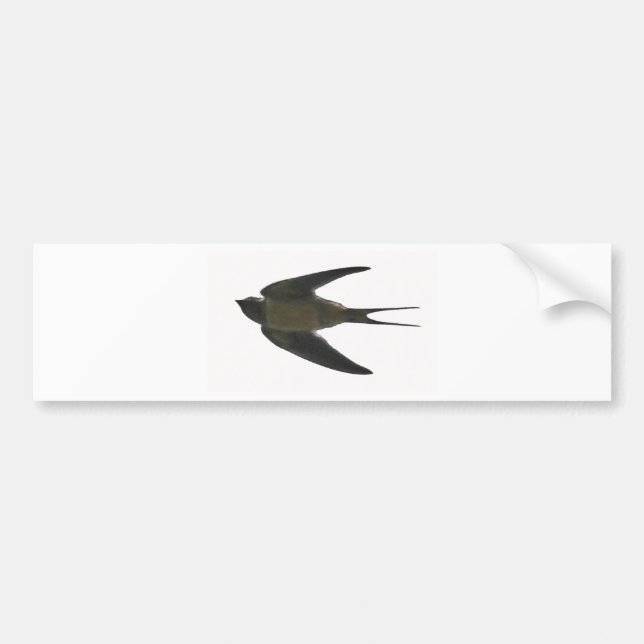 Swallow Bumper Sticker (Front)