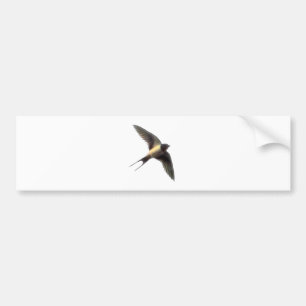 Swallow Bumpersticker with White Background Bumper Sticker