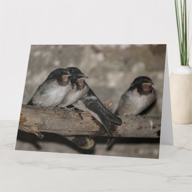 Swallow fledglings roosting on a branch  card (Front)