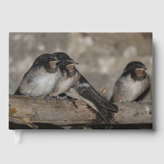 Swallow fledglings roosting on a branch guest book