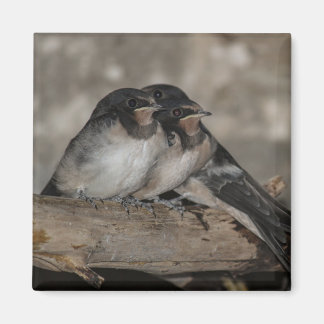 Swallow fledglings roosting on a branch magnet