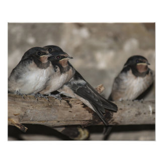 Swallow fledglings roosting on a branch photo print