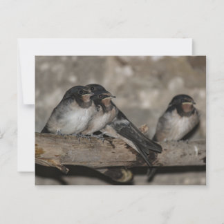 Swallow fledglings roosting on a branch postcard