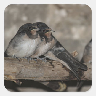 Swallow fledglings roosting on a branch square sticker