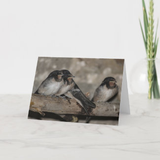 Swallow fledglings roosting on a branch thank you card
