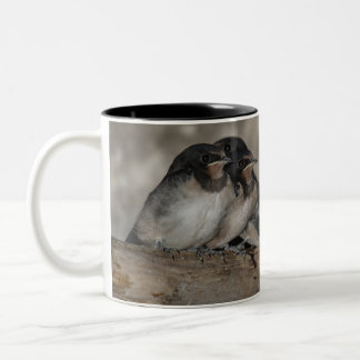 Swallow fledglings roosting on a branch Two-Tone coffee mug
