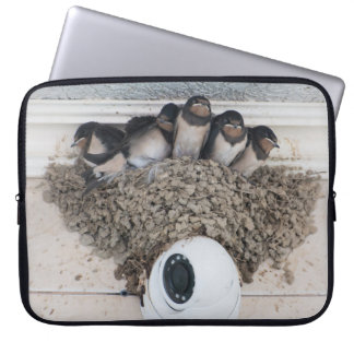 Swallow nestlings sitting in nest laptop sleeve