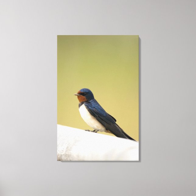 Swallow on a Wooden Ledge Canvas Print (Front)