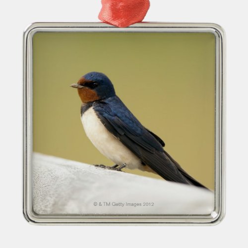 Swallow on a Wooden Ledge Metal Ornament