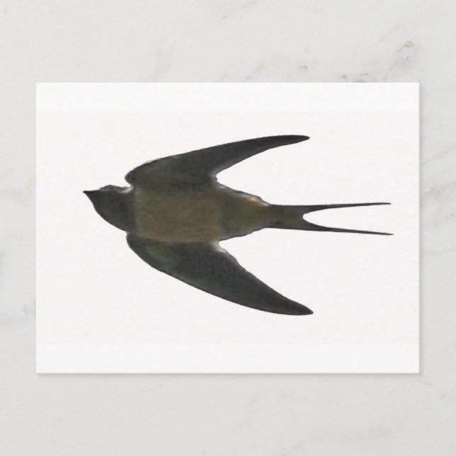 Swallow Postcard (Front)