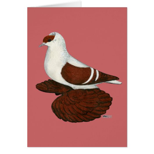 Swallow:  Red Fullhead Pigeon Cards (Front)