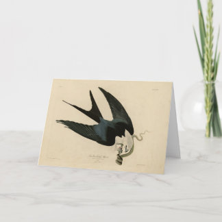 Swallow-tailed Hawk - Audubon's Birds of America Card