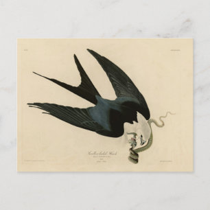 Swallow-tailed Hawk - Audubon's Birds of America Postcard