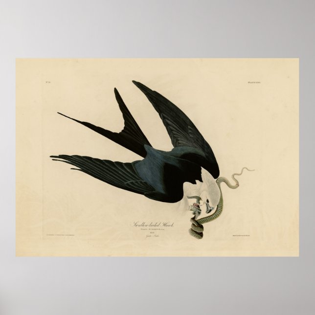 Swallow-tailed Hawk - Audubon's Birds of America Poster (Front)