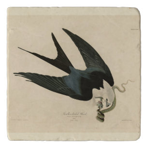 Swallow-tailed Hawk - Audubon's Birds of America Trivet